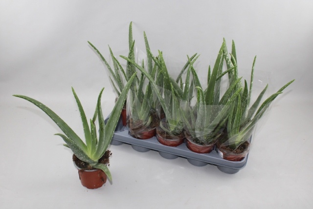 Горшечные цветы и растения оптом Aloe Vera от 8шт из Голландии с доставкой по России