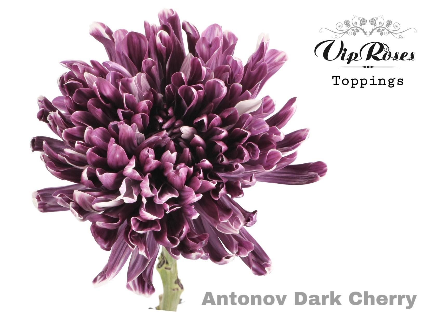 Срезанные цветы оптом Chrys bl paint antonov dark cherry от 20шт из Голландии с доставкой по России