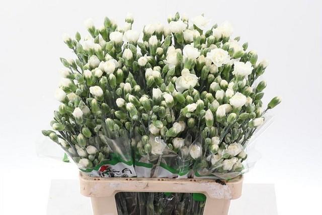 Срезанные цветы оптом Dianthus sp white от 100шт из Голландии с доставкой по России