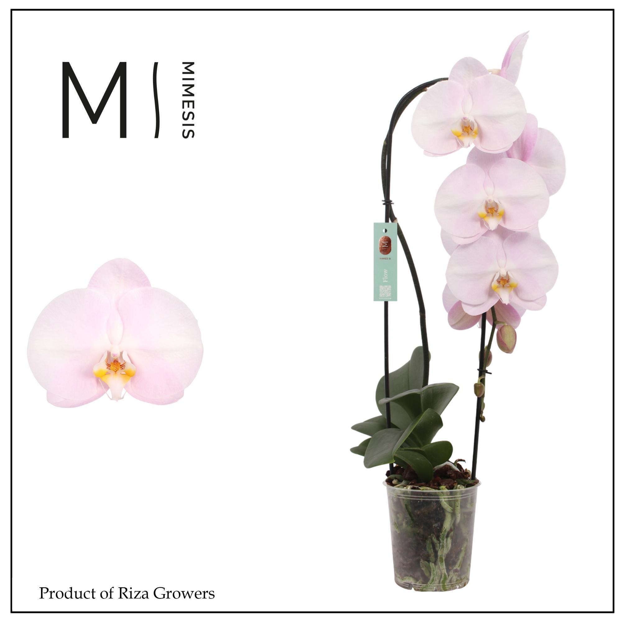 Горшечные цветы и растения оптом Phalaenopsis Flow Sofia 1 Spike - 12cm | Mimesis от 8шт из Голландии с доставкой по России