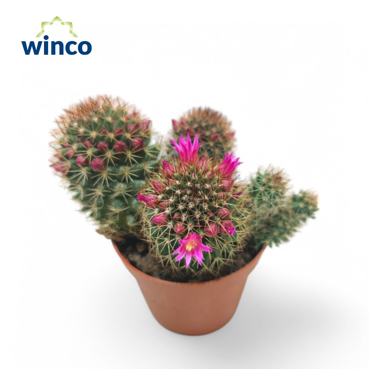 Горшечные цветы и растения оптом Mammillaria Ernestii Rubrispinus (flowering) от 12шт (для телеги) из Голландии с доставкой по России