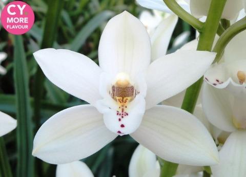 Срезанные цветы оптом Minicymbidium sue от 6шт из Голландии с доставкой по России