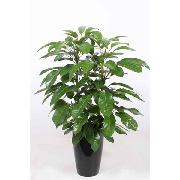 Горшечные цветы и растения оптом Schefflera Amate In Santorini Ceramic от 1шт из Голландии с доставкой по России