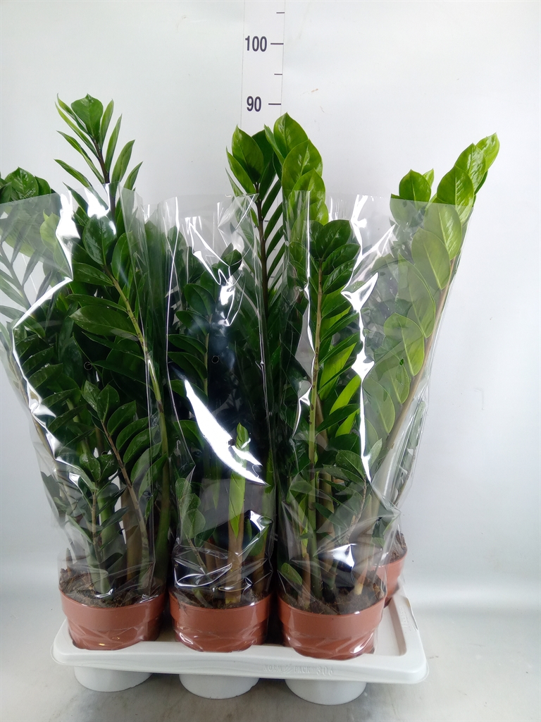 Горшечные цветы и растения оптом Zamioculcas Zamiifolia от 6шт из Голландии с доставкой по России