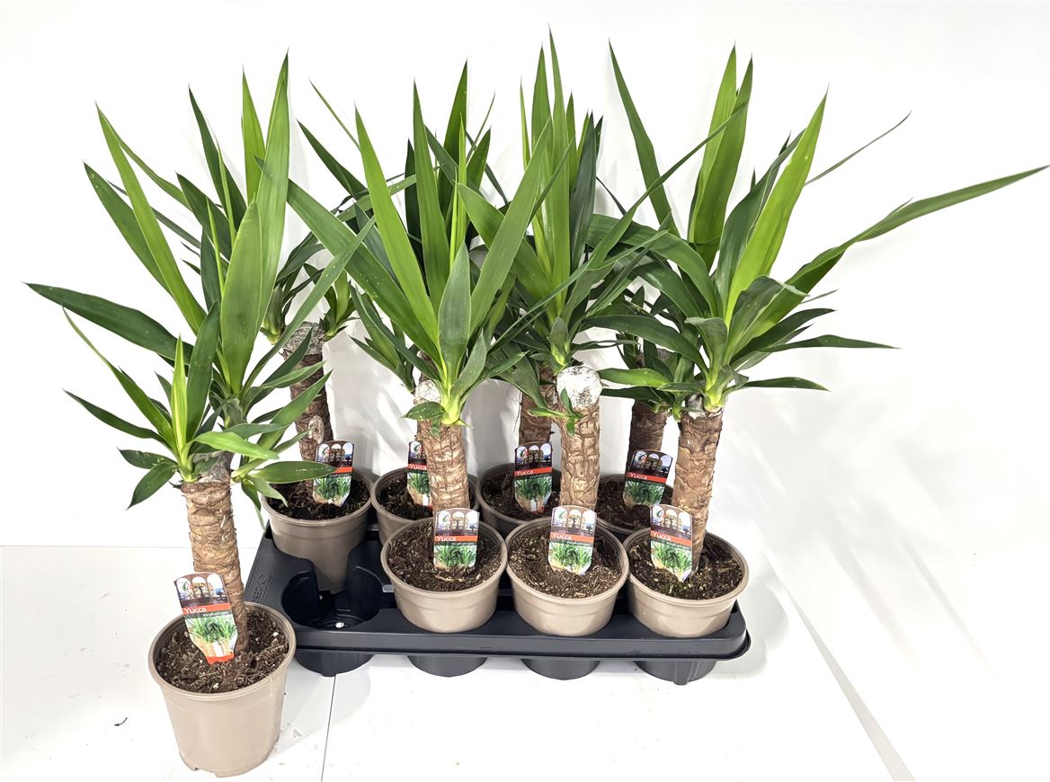 Горшечные цветы и растения оптом Yucca 30cm Stem 2+ от 8шт из Голландии с доставкой по России