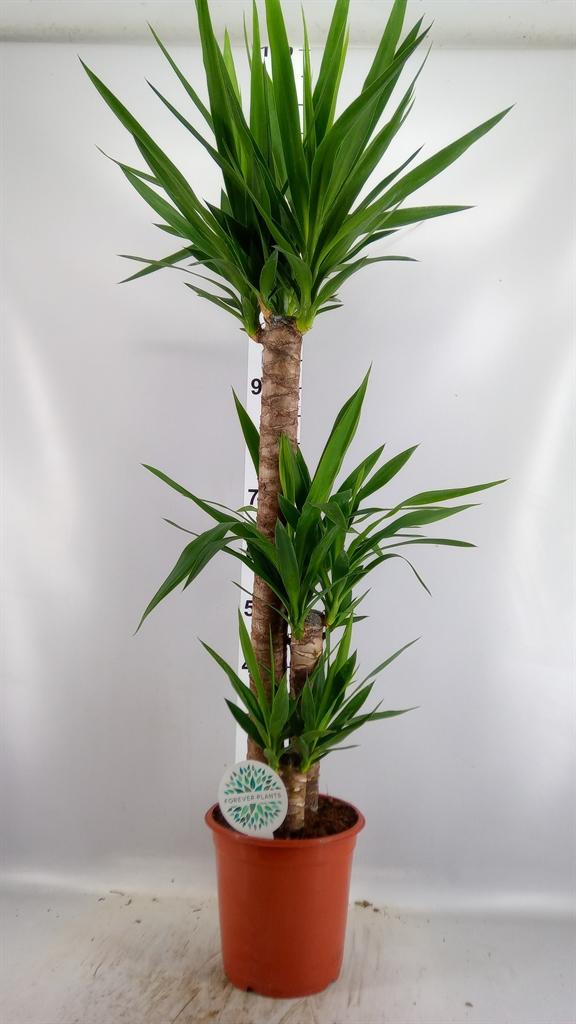 Горшечные цветы и растения оптом Yucca ... от 1шт из Голландии с доставкой по России