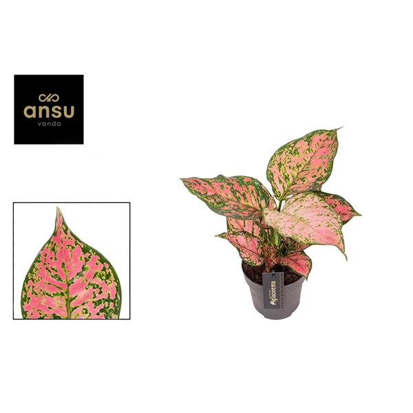 Горшечные цветы и растения оптом Aglaonema Crimson Love от 6шт из Голландии с доставкой по России