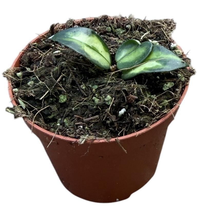 Горшечные цветы и растения оптом Hoya Lacunosa Tricolor Bruno от 1шт (для телеги) из Голландии с доставкой по России