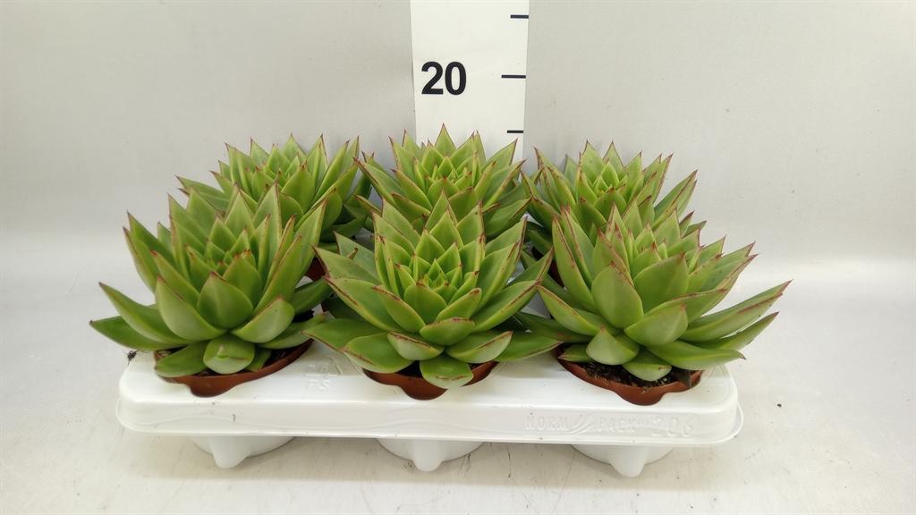 Горшечные цветы и растения оптом Echeveria ... от 6шт из Голландии с доставкой по России
