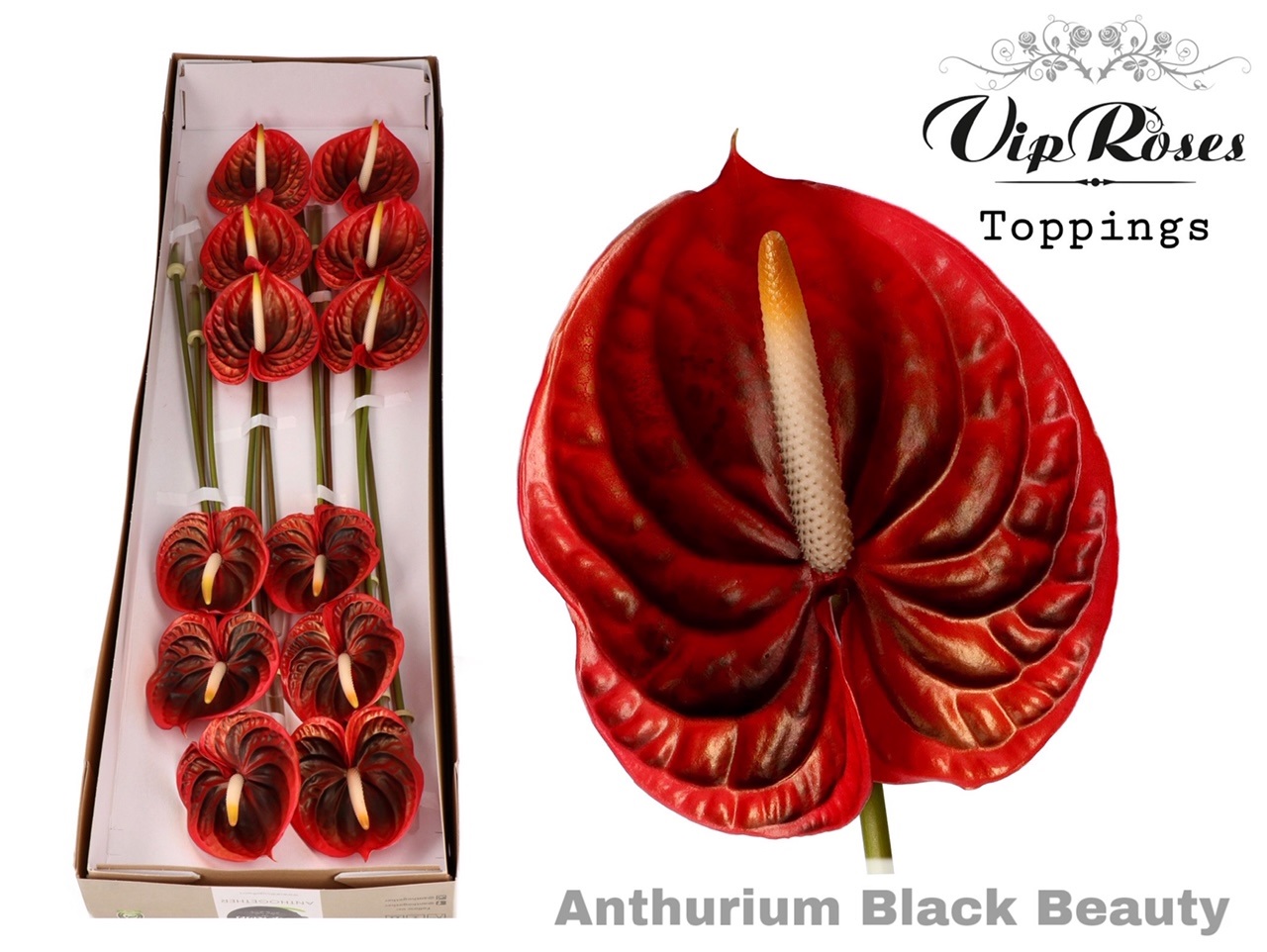 Срезанные цветы оптом Anthurium paint black beauty от 12шт из Голландии с доставкой по России