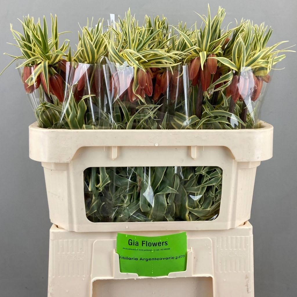 Срезанные цветы оптом Fritillaria imperialis variegatum от 30шт из Голландии с доставкой по России