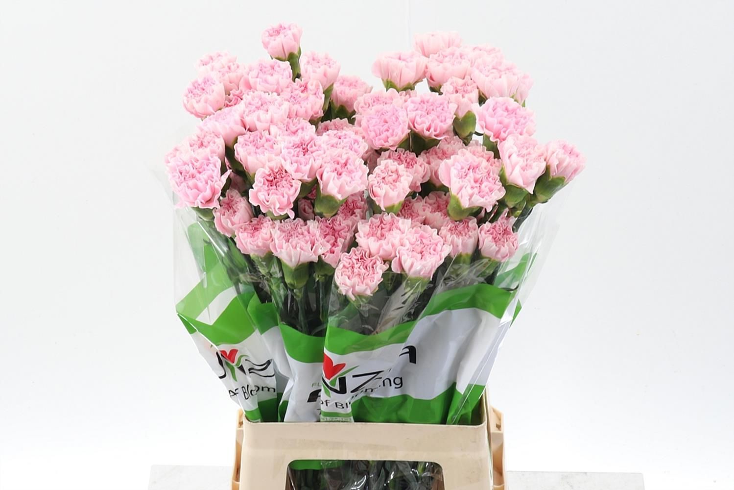 Срезанные цветы оптом Dianthus st essiana от 80шт из Голландии с доставкой по России