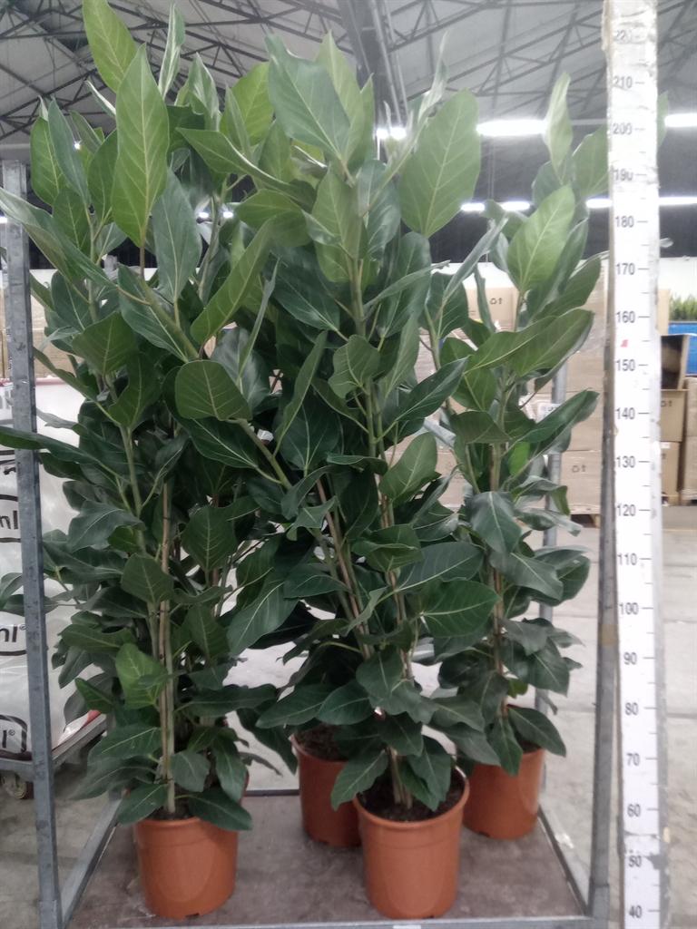 Горшечные цветы и растения оптом Ficus ... от 1шт из Голландии с доставкой по России