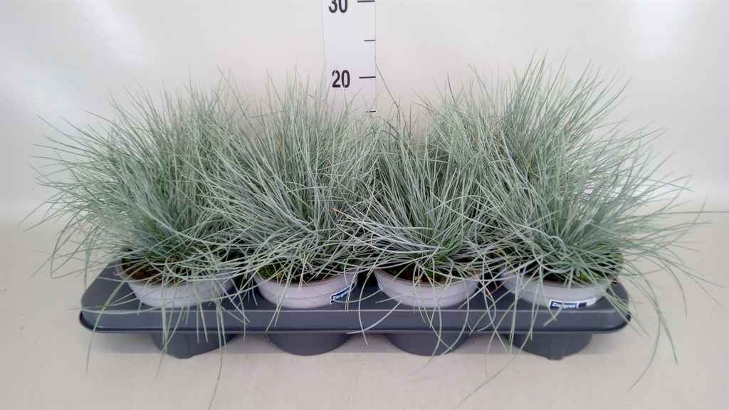 Горшечные цветы и растения оптом Festuca Glauca от 8шт из Голландии с доставкой по России