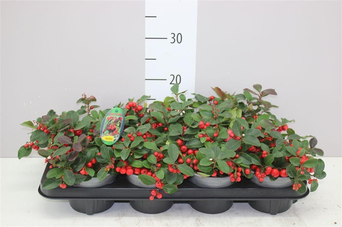 Горшечные цветы и растения оптом Gaultheria Procumb Big Berry от 8шт из Голландии с доставкой по России