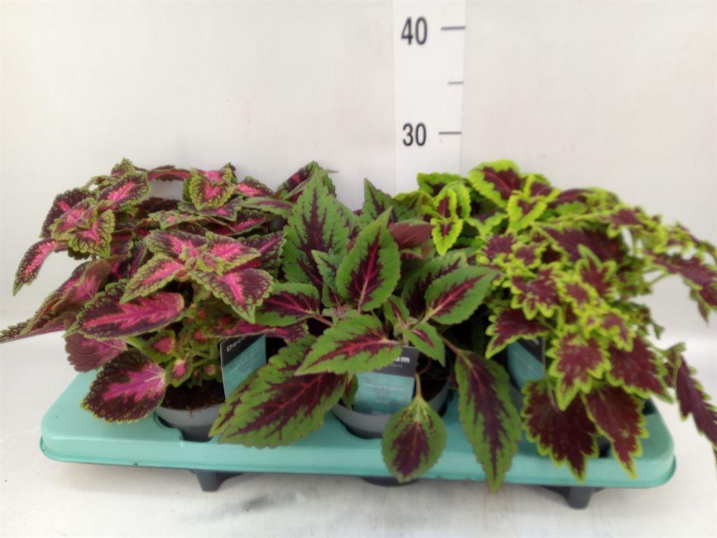 Горшечные цветы и растения оптом Plectranthus Col.   ...mix от 6шт из Голландии с доставкой по России