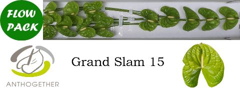 Срезанные цветы оптом Anthurium grand slam от 15шт из Голландии с доставкой по России
