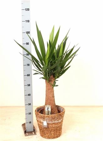 Горшечные цветы и растения оптом Yucca In Mand от 1шт из Голландии с доставкой по России