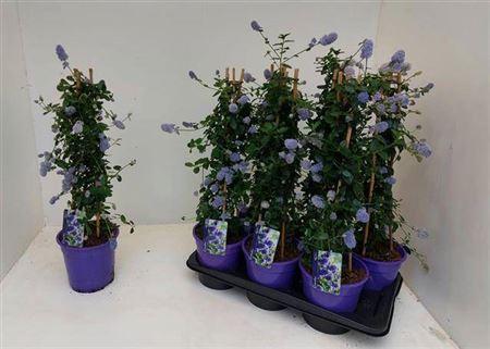 Горшечные цветы и растения оптом Cean Th Repens Outdoor от 6шт из Голландии с доставкой по России
