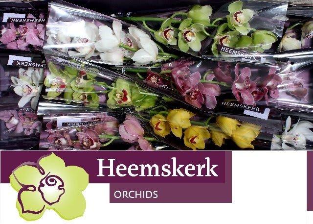 Срезанные цветы оптом Cymbidium mix от 12шт..... из Голландии с доставкой по России