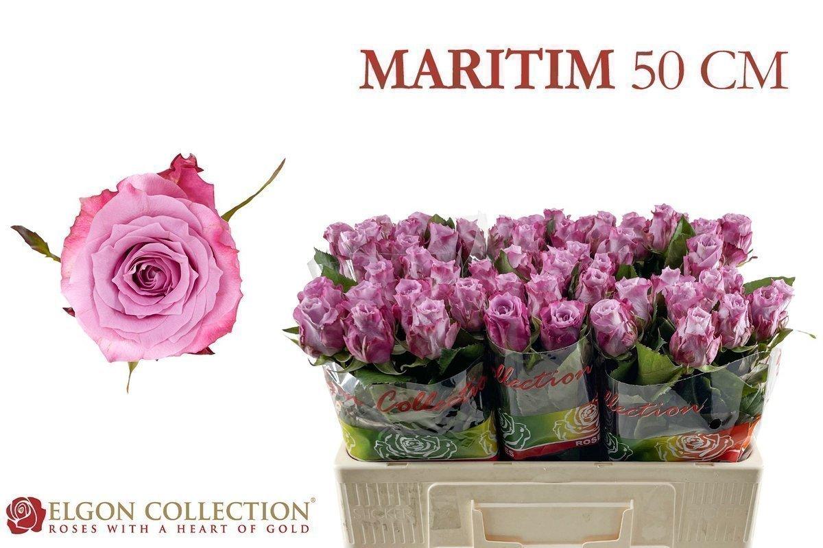 Срезанные цветы оптом Rosa large maritim от 360шт из Голландии с доставкой по России