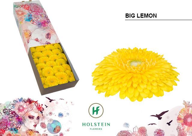 Срезанные цветы оптом Gerbera gerponi big lemon от 50шт из Голландии с доставкой по России