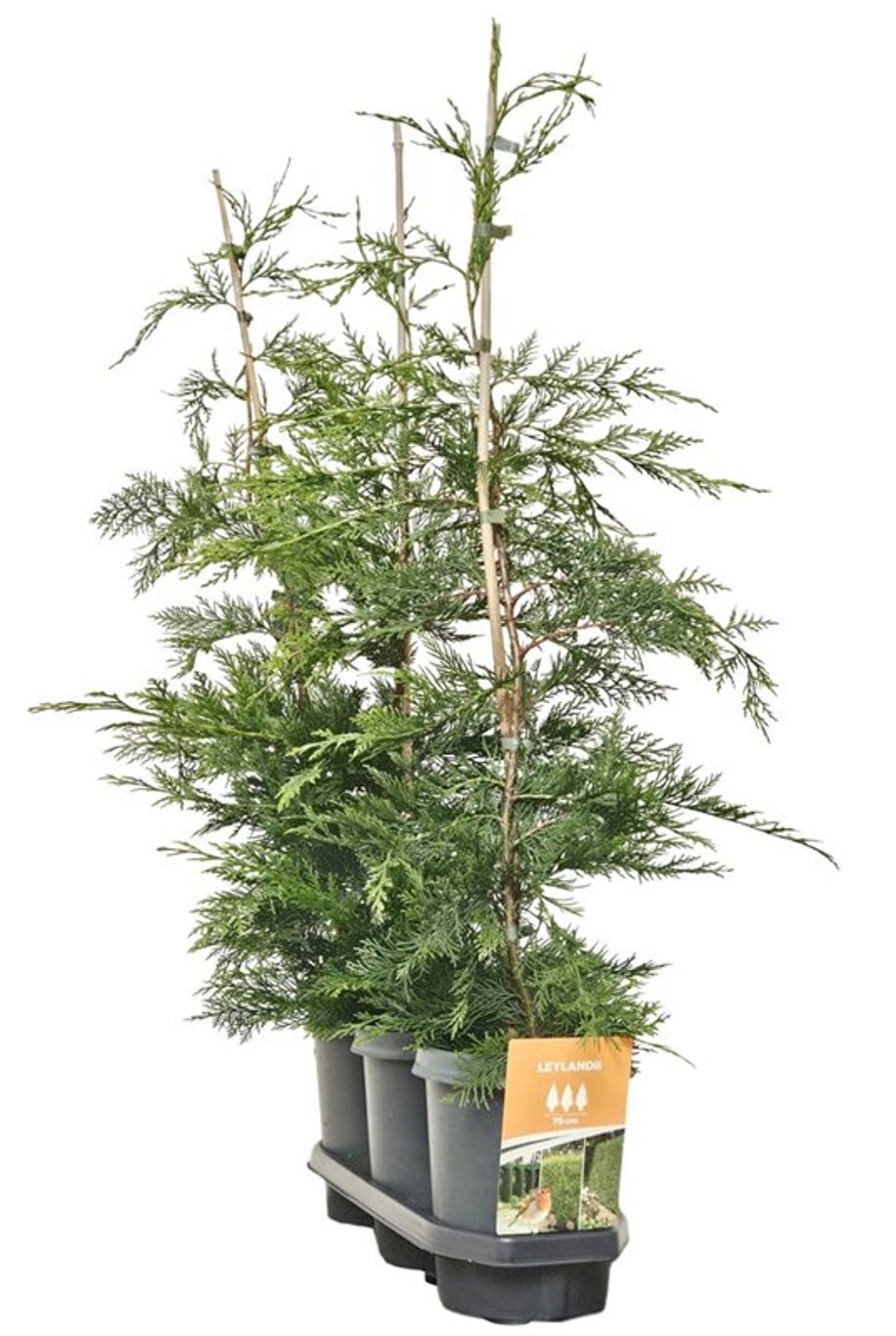 Горшечные цветы и растения оптом Cupressocyparis Leylandii (hedgeline) от 3шт из Голландии с доставкой по России