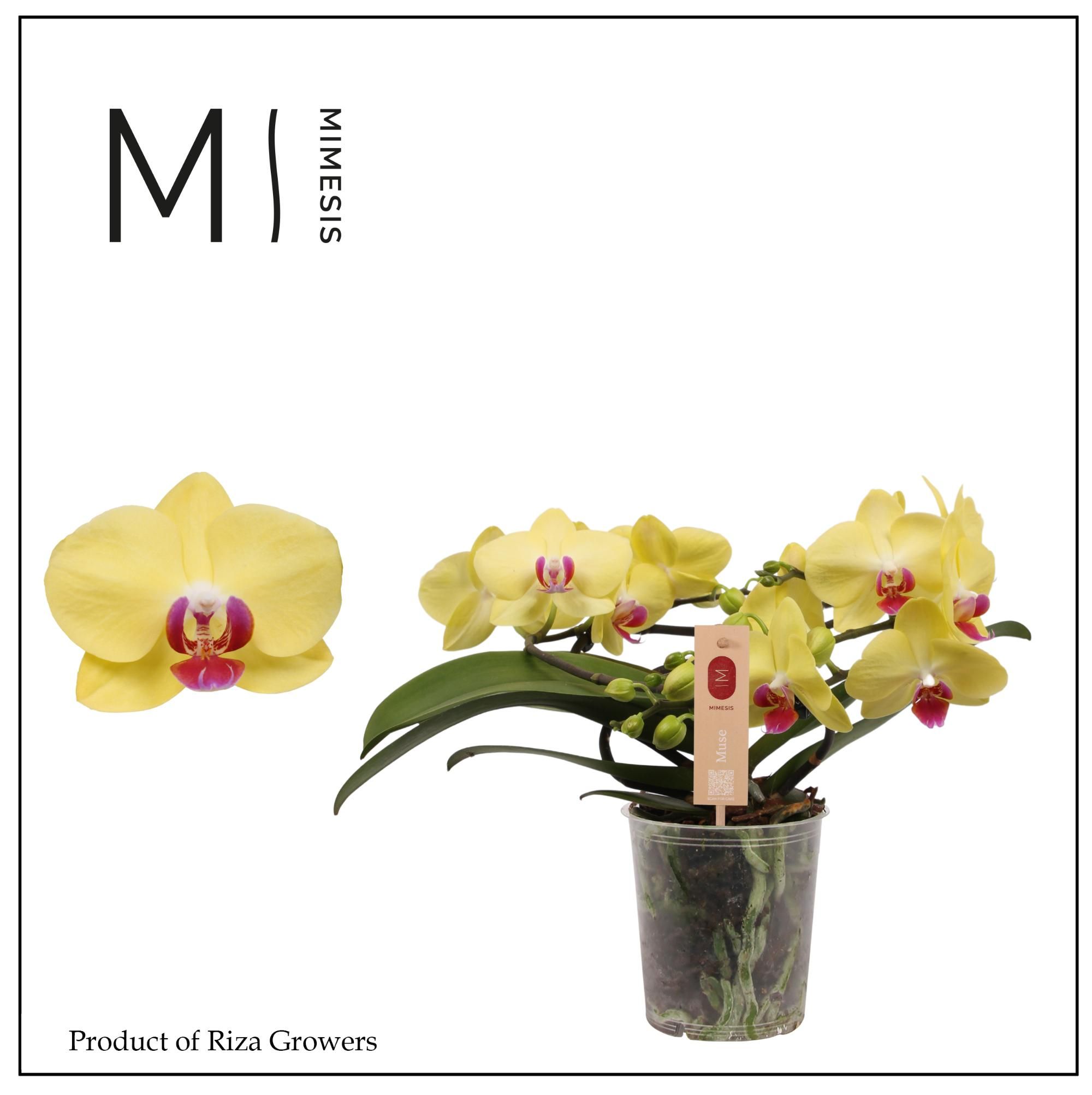 Горшечные цветы и растения оптом Phal Muse Yellow  25+ (mimesis) от 3шт из Голландии с доставкой по России
