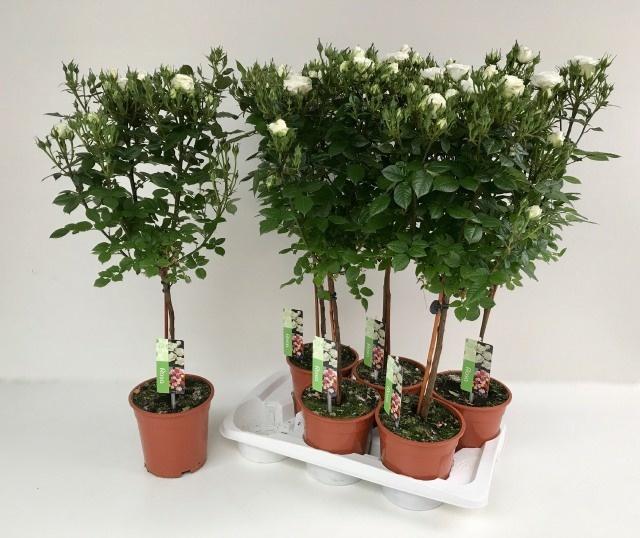 Горшечные цветы и растения оптом Rosa St Ov от 6шт из Голландии с доставкой по России