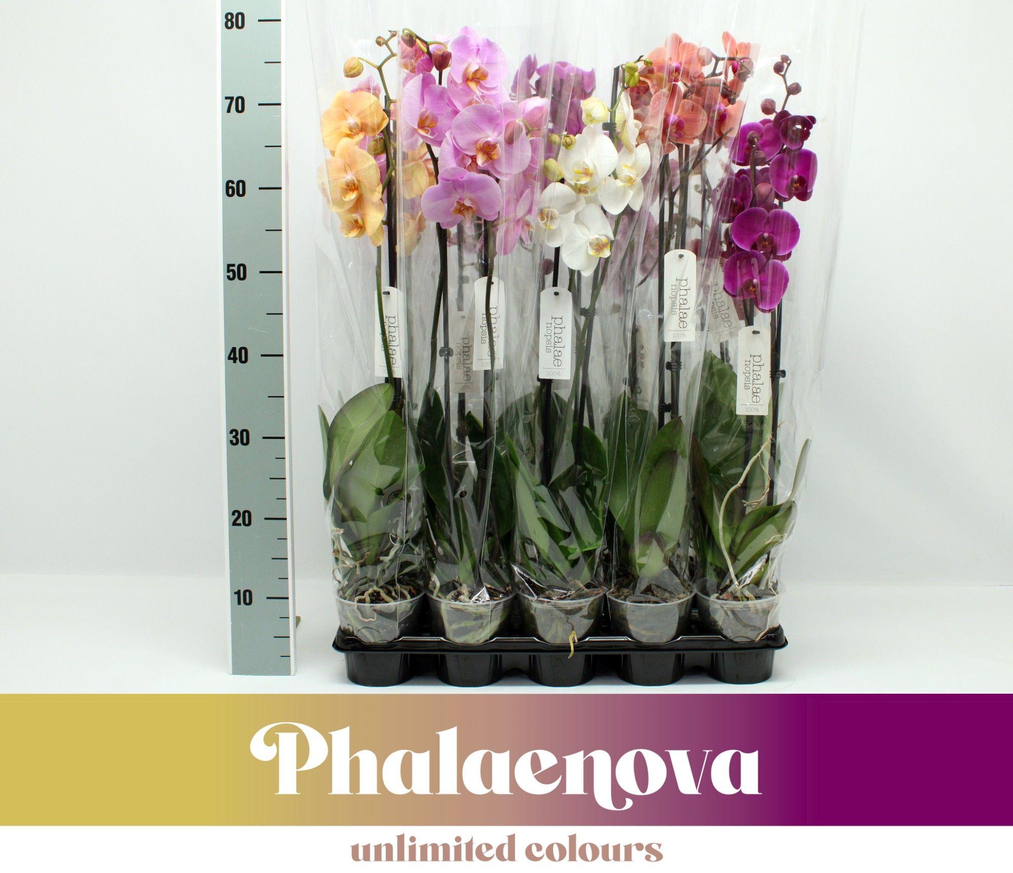 Горшечные цветы и растения оптом Phal 2st Mix 12+ (phalaenova) от 10шт из Голландии с доставкой по России