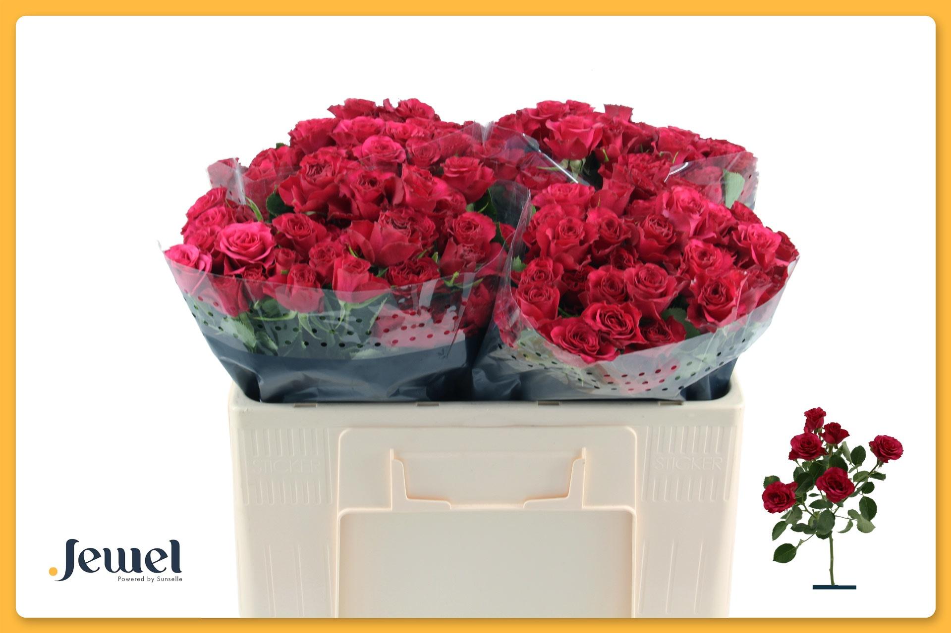 Срезанные цветы оптом Rosa tros Roseberry от 50шт из Голландии с доставкой по России