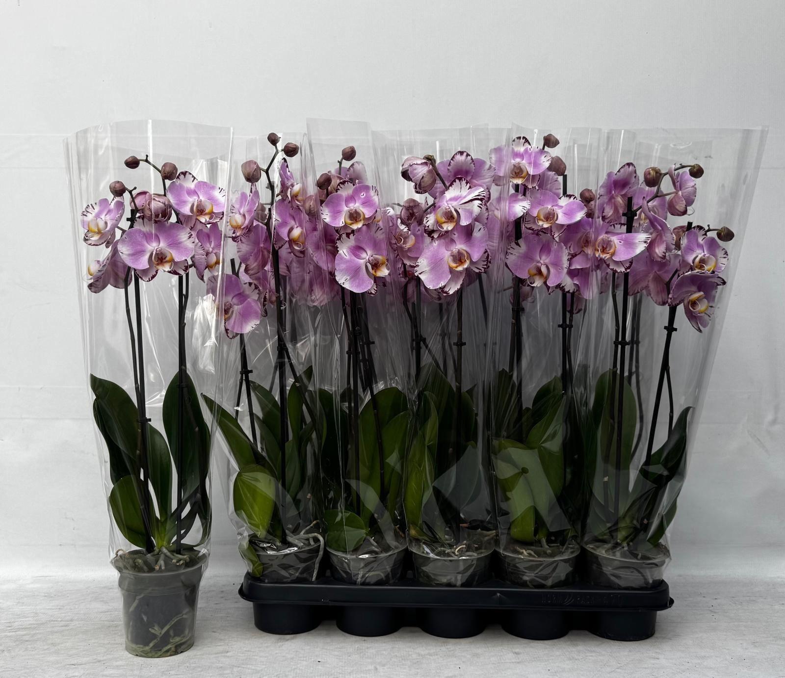 Горшечные цветы и растения оптом Phal F Art Nouveau от 10шт из Голландии с доставкой по России