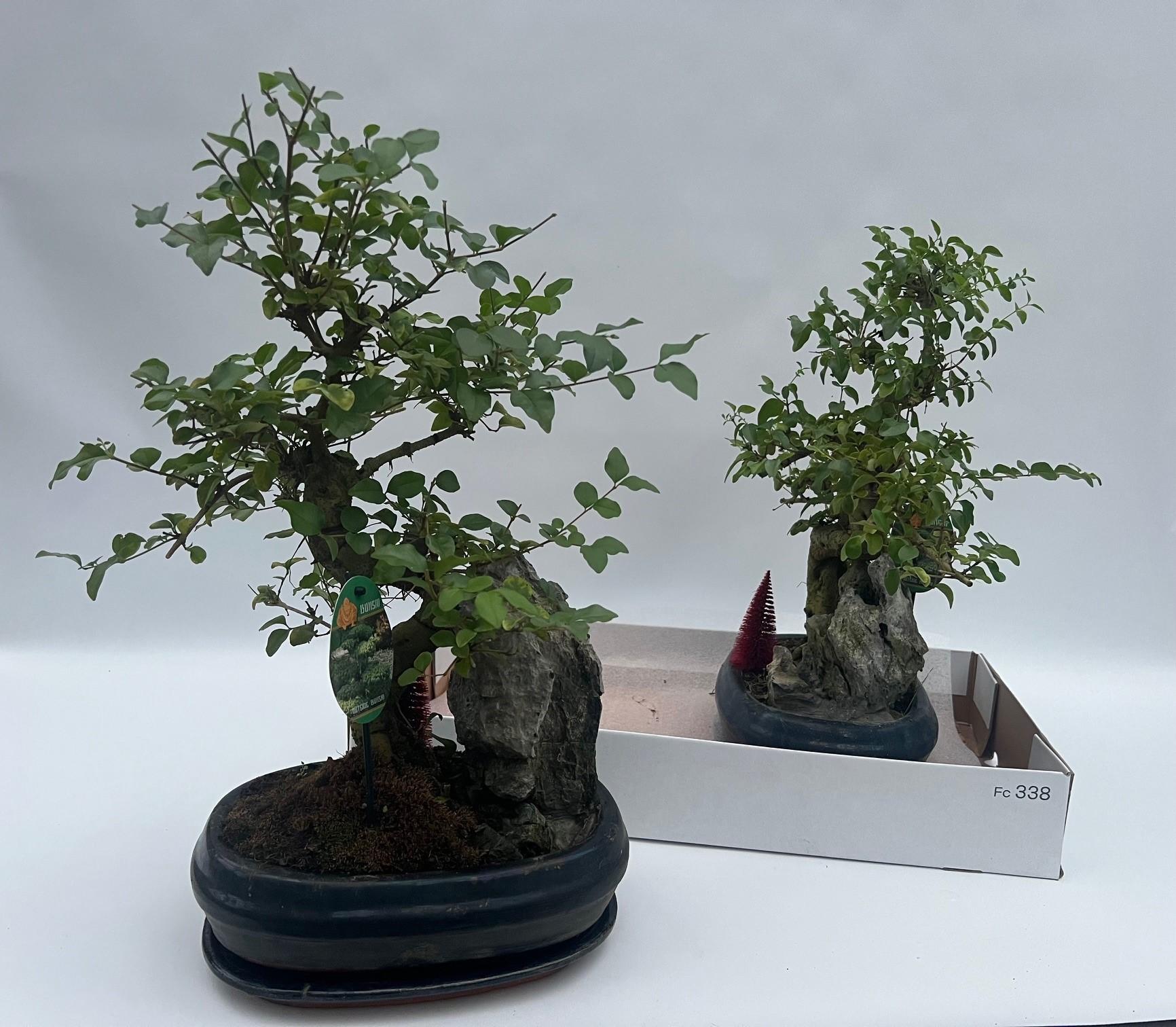 Горшечные цветы и растения оптом Bonsai Ov от 2шт из Голландии с доставкой по России