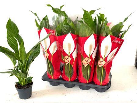 Горшечные цветы и растения оптом Spath Sweet Benito 3+ от 8шт из Голландии с доставкой по России