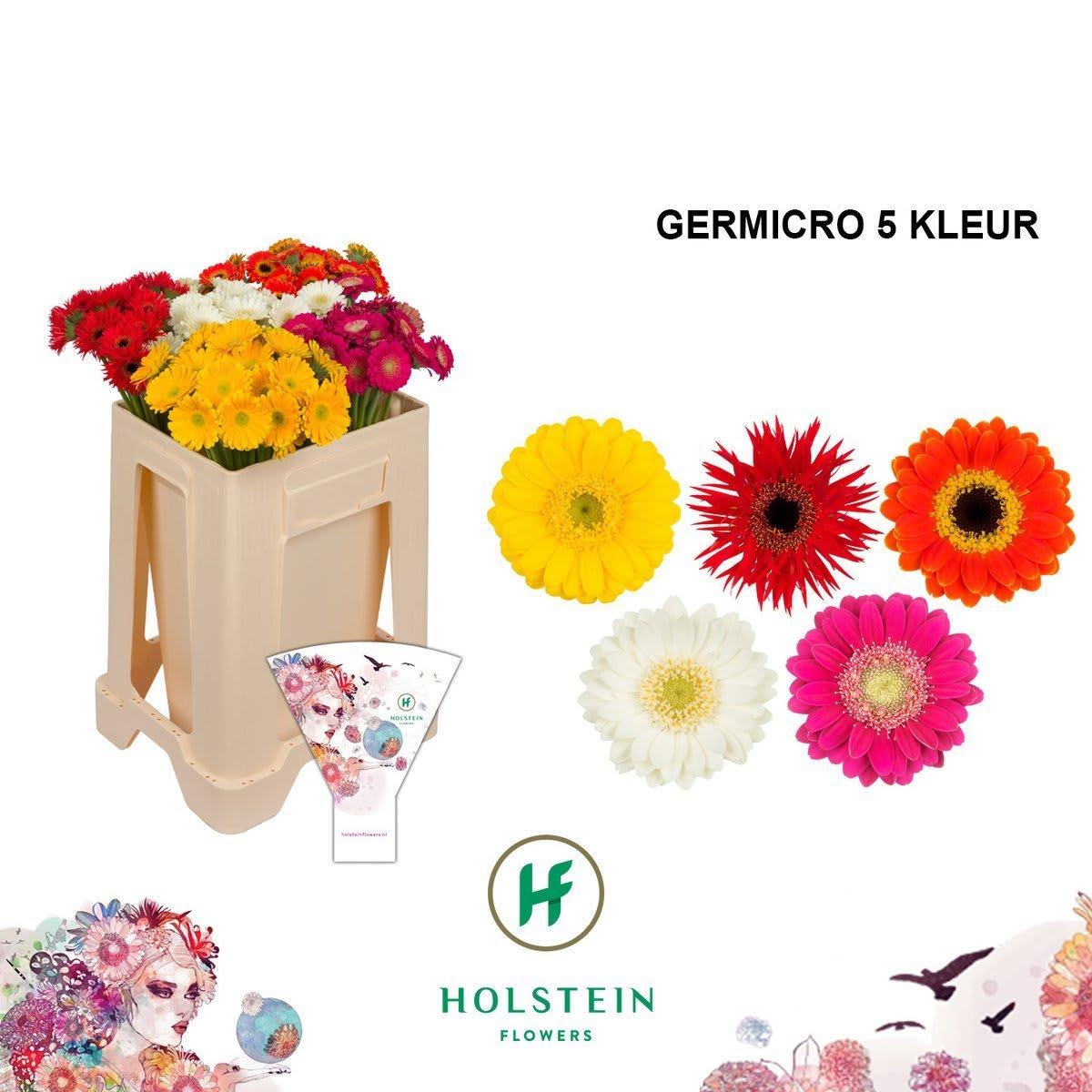 Срезанные цветы оптом Germini germicro mix от 100шт из Голландии с доставкой по России