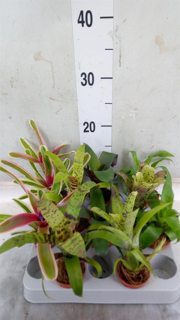 Горшечные цветы и растения оптом Bromelia   ...mix от 10шт (для телеги) из Голландии с доставкой по России