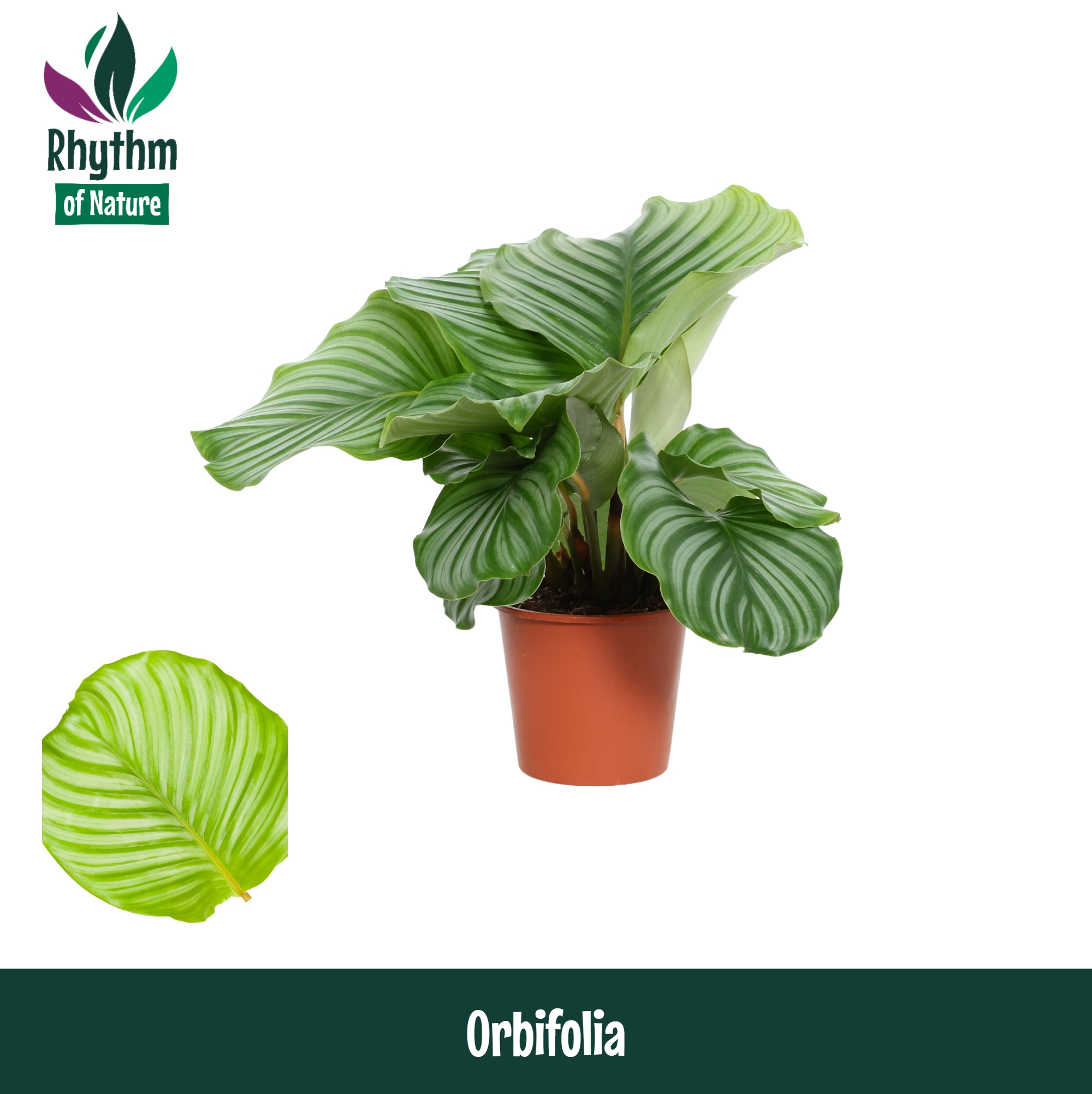 Горшечные цветы и растения оптом Calathea Orbifolia от 8шт из Голландии с доставкой по России