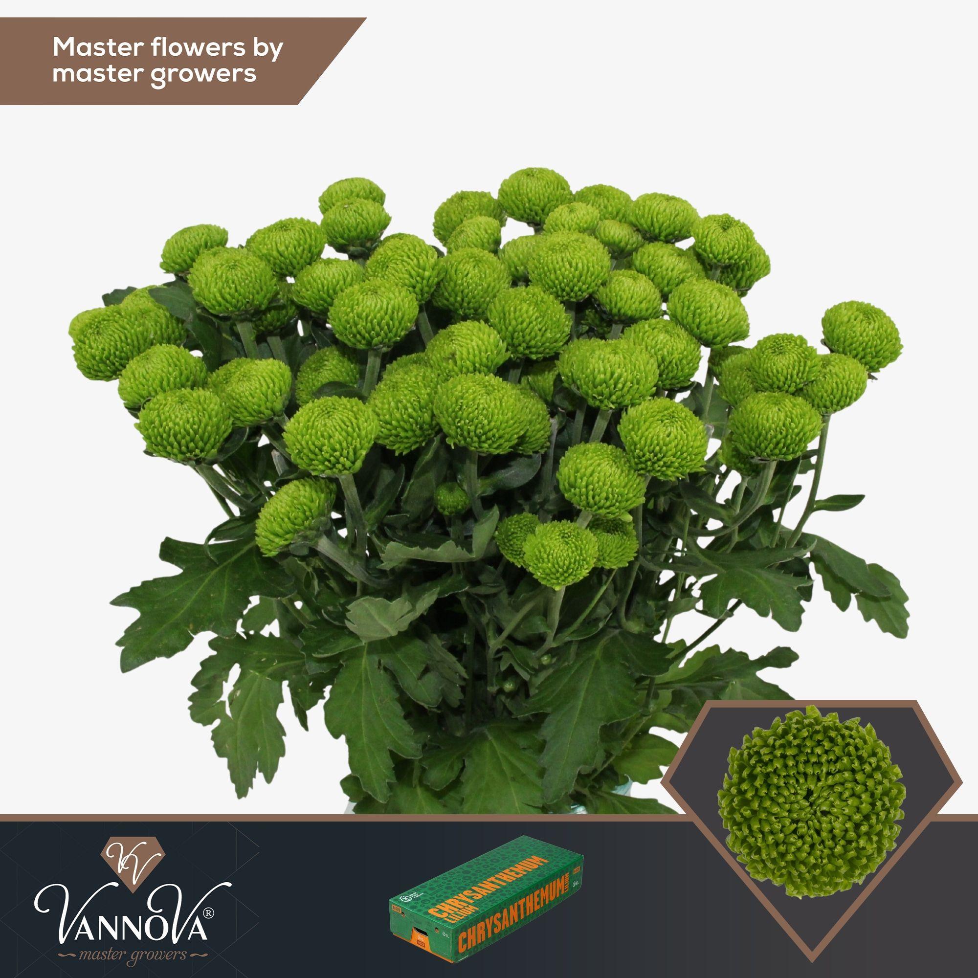 Срезанные цветы оптом Chrys sp deligreen от 140шт. из Голландии с доставкой по России