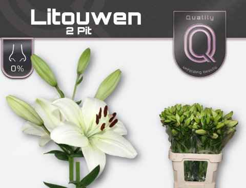 Срезанные цветы оптом Lilium la litouwen от 80шт из Голландии с доставкой по России