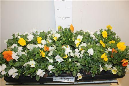 Горшечные цветы и растения оптом Vio Co Em Mm Amsterd от 10шт из Голландии с доставкой по России