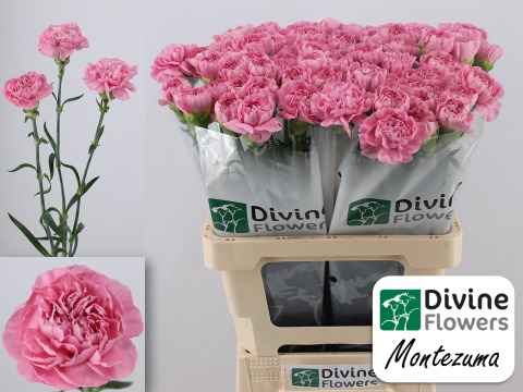 Срезанные цветы оптом Dianthus st montezuma от 80шт из Голландии с доставкой по России