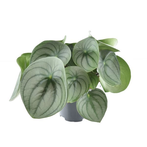 Горшечные цветы и растения оптом Peperomia Watermelon Big (decorum) от 5шт из Голландии с доставкой по России