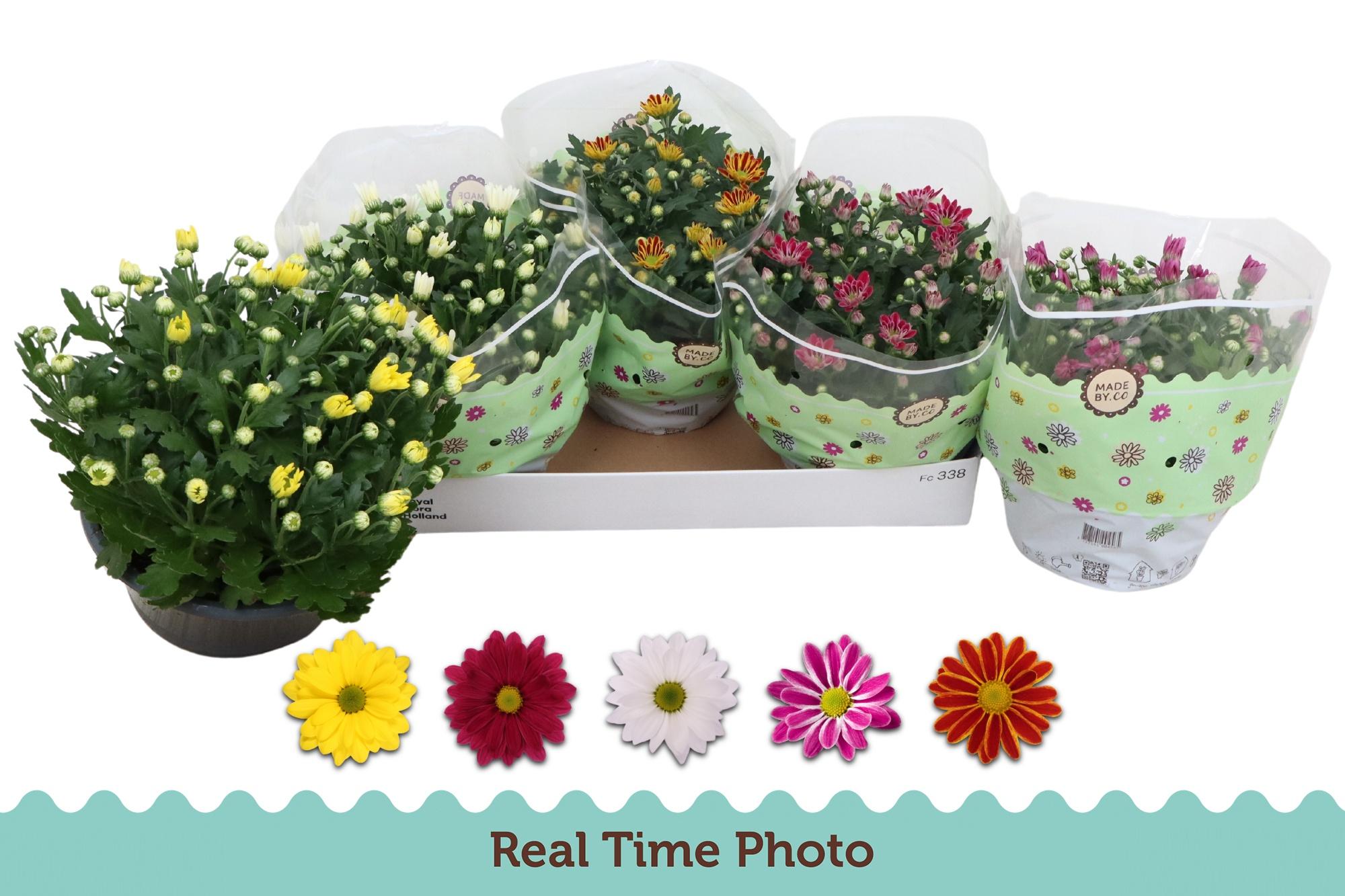 Горшечные цветы и растения оптом Chrys Gem 5 Kl от 3шт из Голландии с доставкой по России