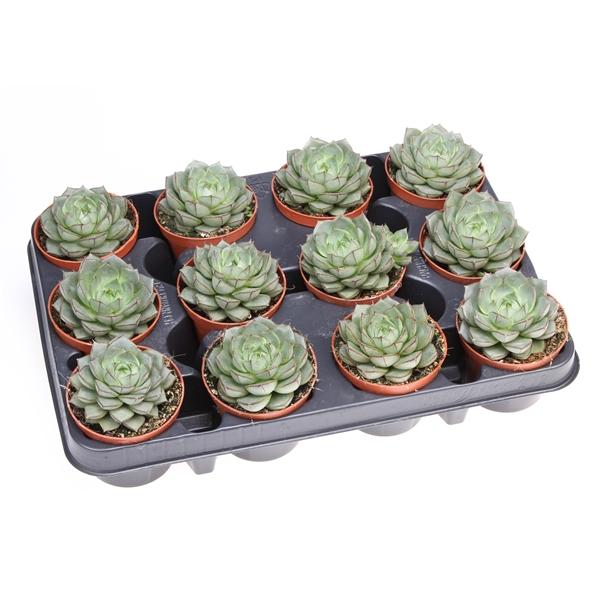 Горшечные цветы и растения оптом Echeveria Fabiola от 12шт (для телеги) из Голландии с доставкой по России