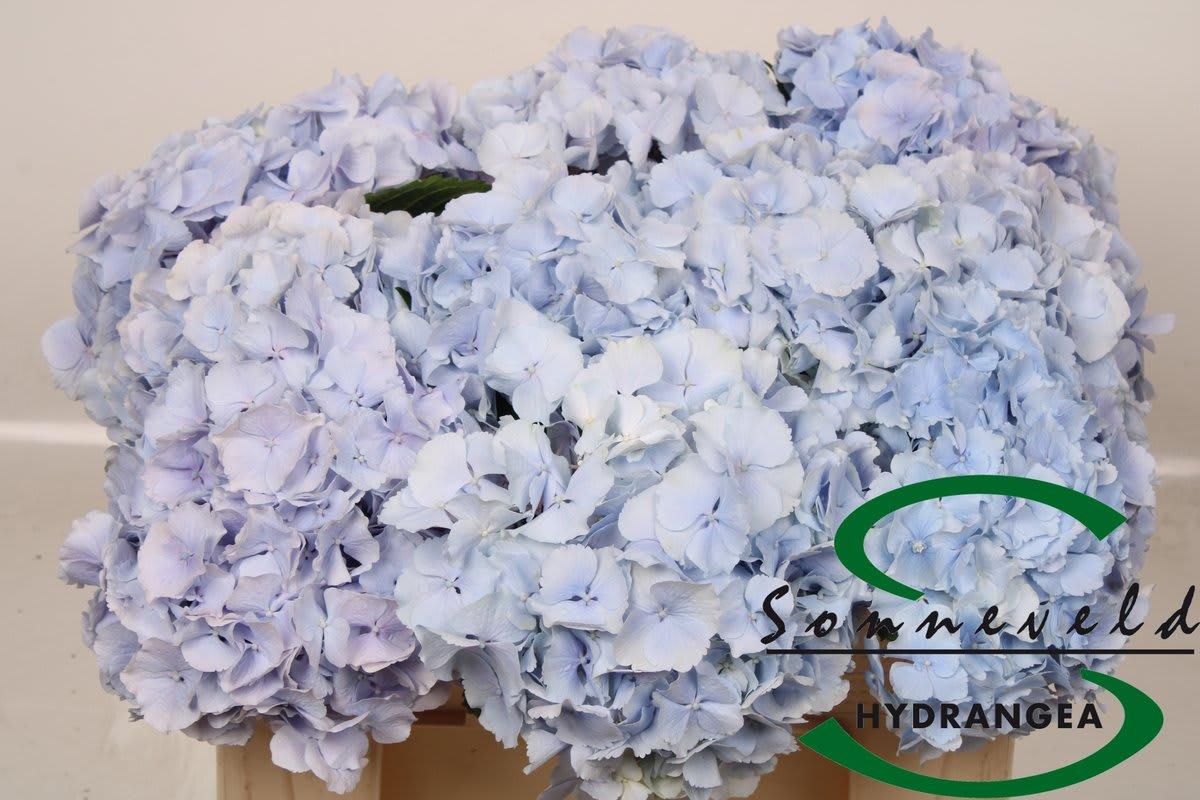 Срезанные цветы оптом Hydrangea verena blue от 10шт из Голландии с доставкой по России