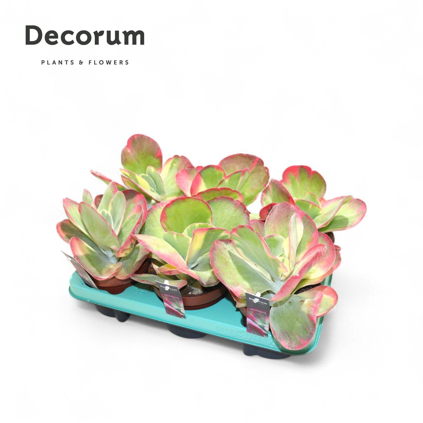 Горшечные цветы и растения оптом Kalanchoe Thyrsiflora Variegata (decorum) от 6шт из Голландии с доставкой по России