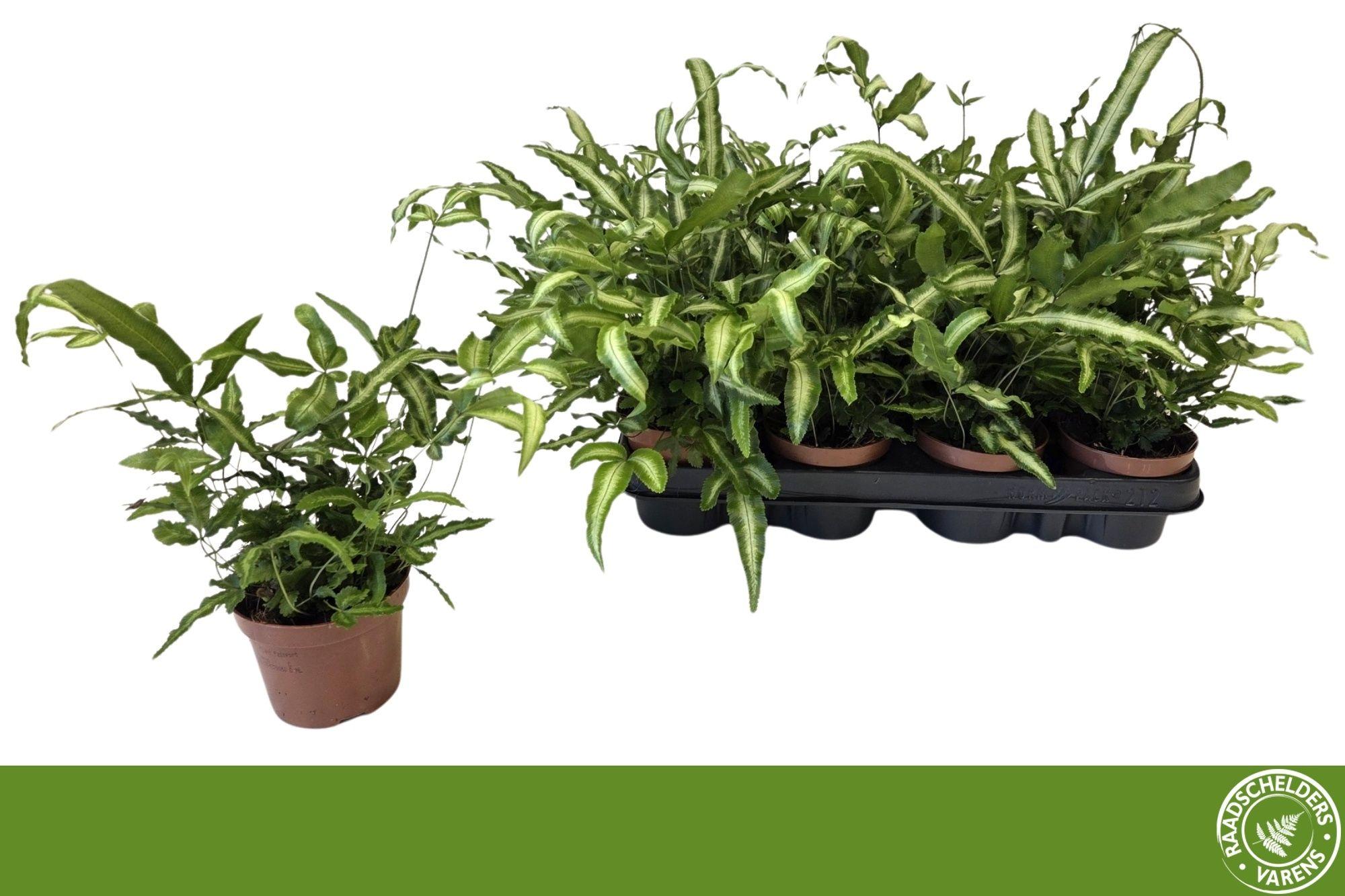 Горшечные цветы и растения оптом Pteris Albolineata от 12шт (для телеги) из Голландии с доставкой по России
