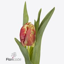 Срезанные цветы оптом Tulipa pa dee jay parrot от 50шт из Голландии с доставкой по России