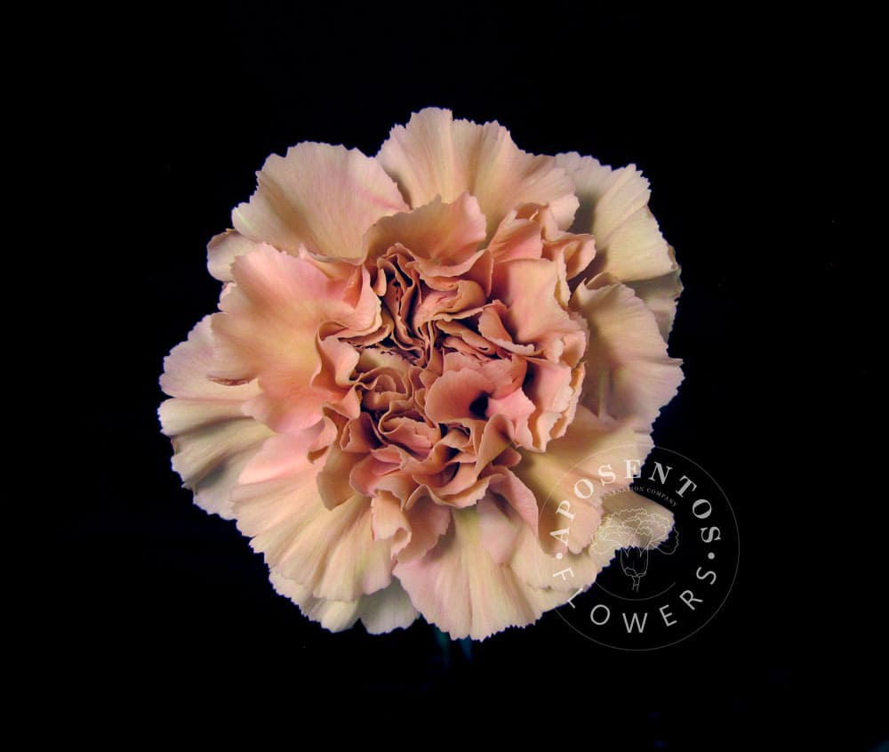 Срезанные цветы оптом Dianthus st caramel от 80шт из Голландии с доставкой по России