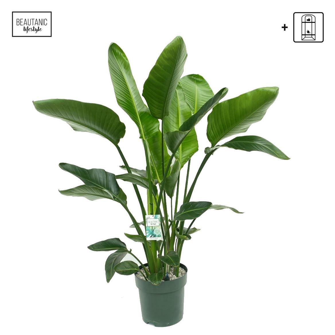 Горшечные цветы и растения оптом Strelitzia Nicolai + Watermeter от 1шт из Голландии с доставкой по России